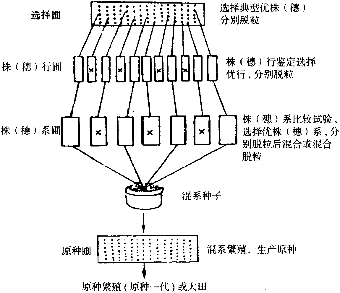 第二節(jié) 農(nóng)作物種子選育和生產(chǎn)技術(shù)